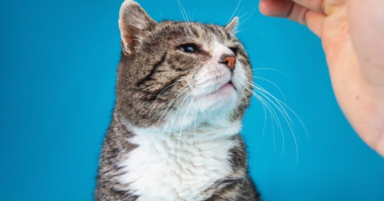 Šokující věda za mazlením koček – aneb jak funguje statická elektřina